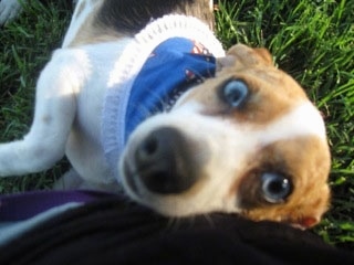 Close up - A blue-eyed, white, brown and black Queen Elizabeth Pocket Beagle is laying in grass and against a person's hip.